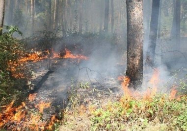 Пожар изпепели пет декара смесена гора над Хисаря