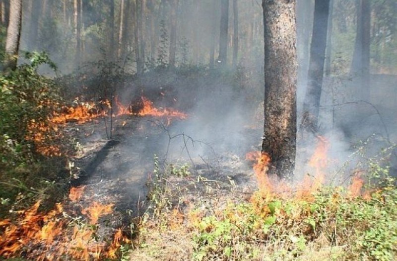 Пожар изпепели пет декара смесена гора над Хисаря