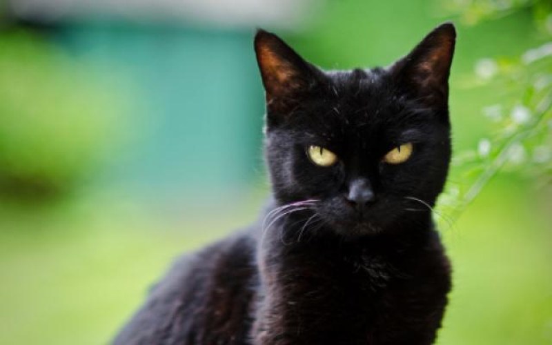 Сънища с котка - какво символизират?