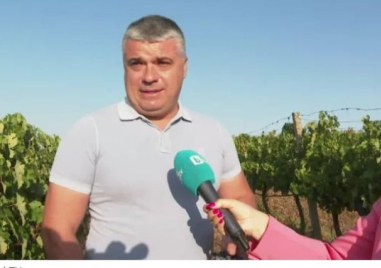 Лозар от Житница: Слаба реколта и ниско качество тази година