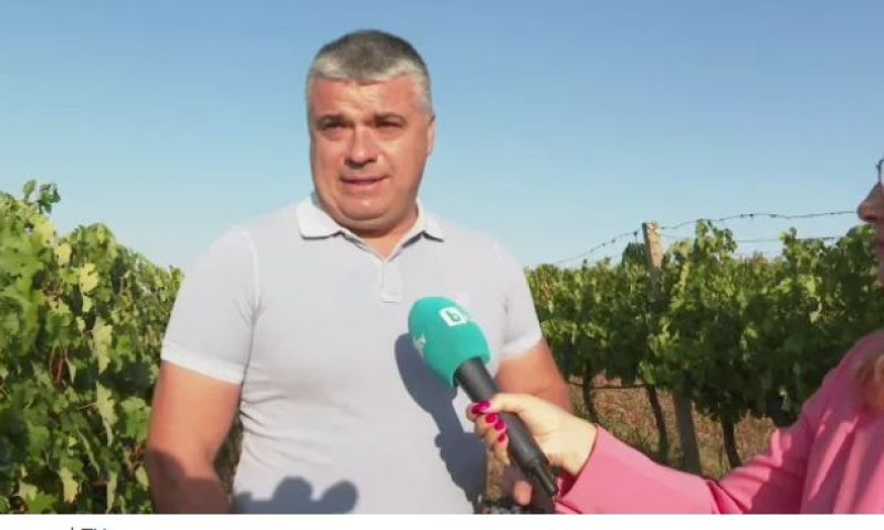 Лозар от Житница: Слаба реколта и ниско качество тази година