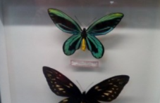 Най-голямата и скъпа пеперуда в света ни очаква в Природонаучния музей в Пловдив