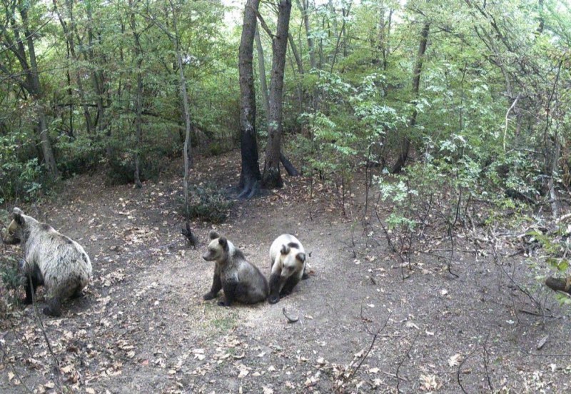 Мечка и двете й малки се разходиха по поляна край Марково