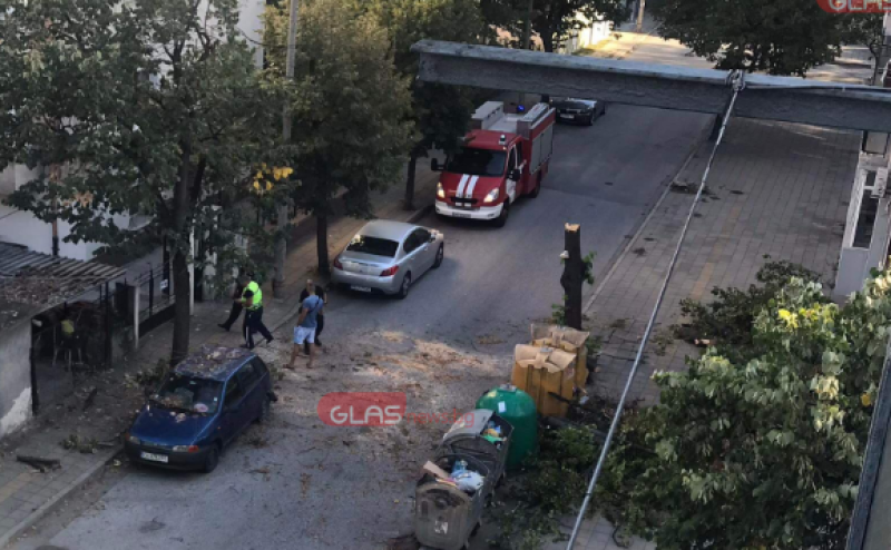 Дърво се стовари върху кола в Пловдив