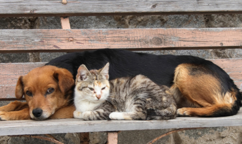 Десетки кучета и котки отровени в Калояново, дали е умишлено?