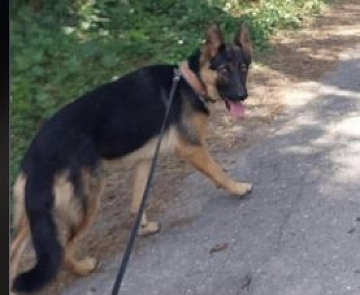Куче изчезна в Златитрап, стопаните го търсят
