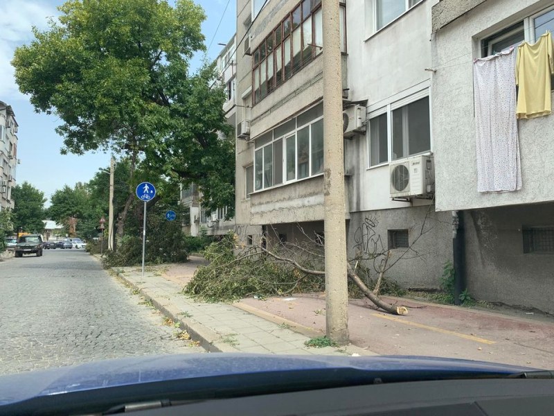 Неизвестни режат и трупат клони из Пловдив