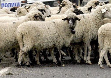 Арестуваха шофьор, блъснал нарочно стадо овце в Брезовско