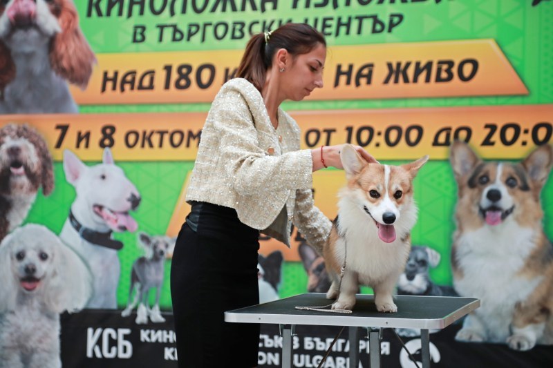 Над 180 породи кучета на изложение този уикенд в един от най-големите молове в Южна България!