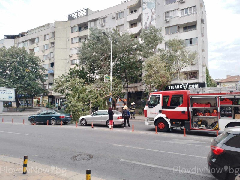 Дърво падна върху коли на булевард в Пловдив