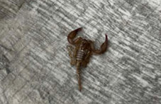 plovdivchanin-nameri-skorpion-divana-si-047.png