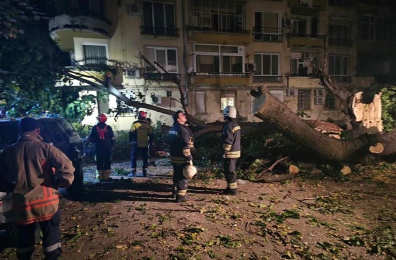 Дърво рухна на улица в Пловдив, 10 коли пострадаха