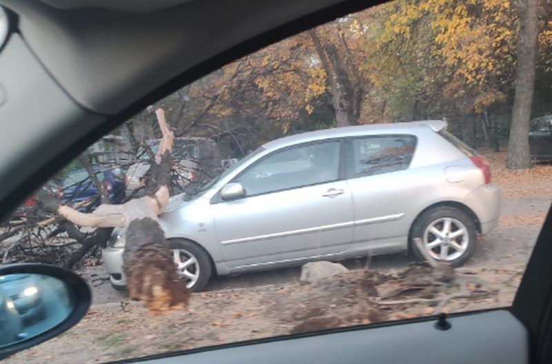 Дърво падна върху коли в Кючука