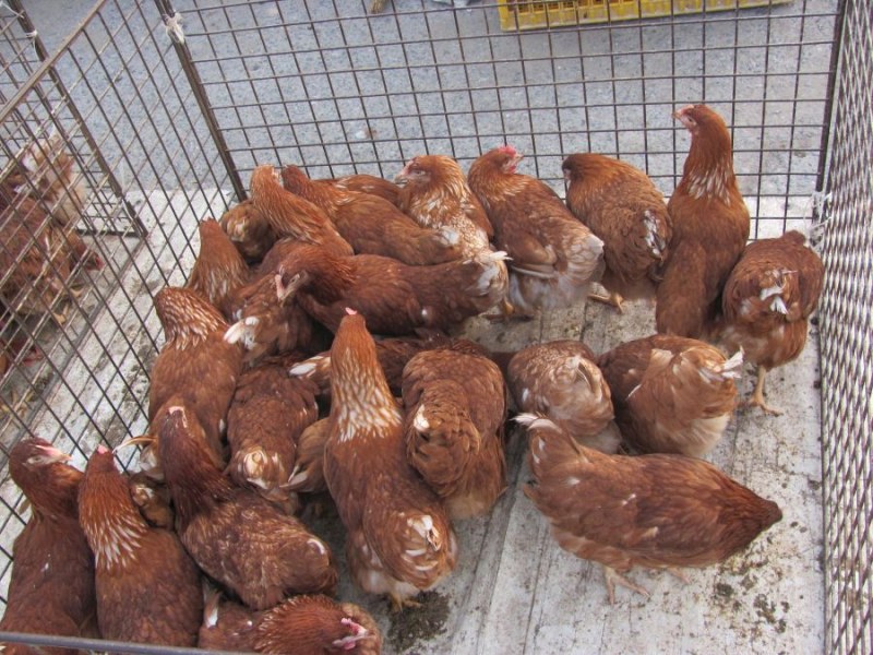 Забраниха пазарите за животни и животински продукти у нас