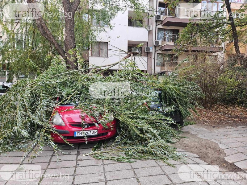 Вятърът повали дървета в Кючука, има затиснати коли