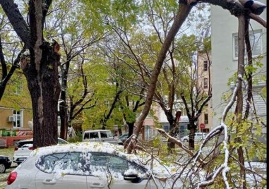 Дърво проби кола в Кючука