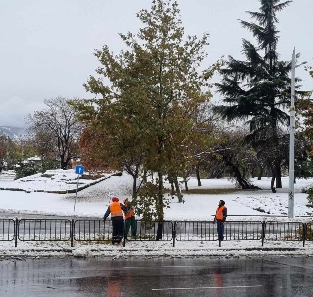 Над 40 сигнала за паднали дървета и клони в Пловдив