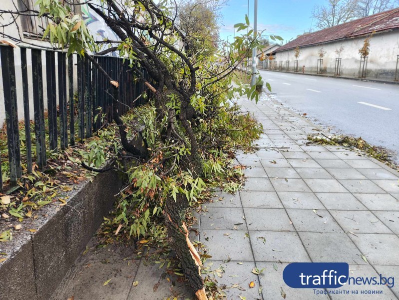 Изследват с томограф всички дървета в Пловдив, правят нова организация за санитарната сеч