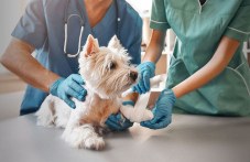 veterinarite-u-nas-praznuvat-dnes-500.jpg
