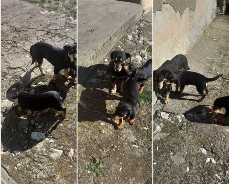 Изхвърлиха кученца в Асеновградско навръх Рождество