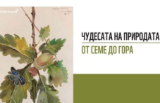 chudesata-prirodata-seme-gora-446.png
