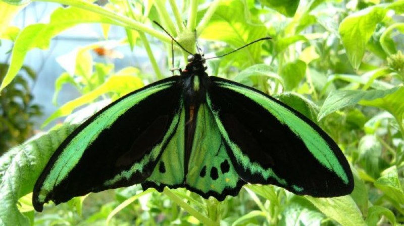 Залата с пеперудите в Природонаучния музей временно не приема посетители