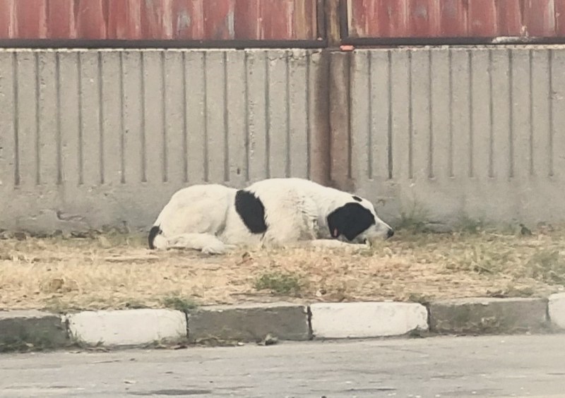 Община Асеновград проверява два сигнала за натровени животни