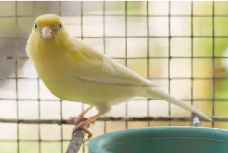 Спасиха 27 защитени птици в Асеновград
