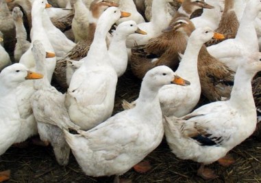 Установиха огнище на инфлуенца по птиците в брезовското село Дрангово