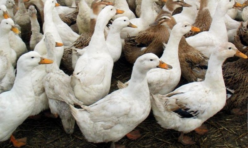 Установиха огнище на инфлуенца по птиците в брезовското село Дрангово