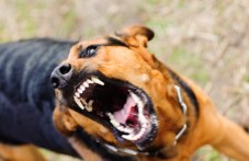 Агресивни кучета притесняват хората на туристическа пътека край хижа “Здравец“