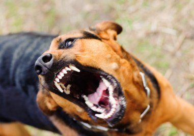 Агресивни кучета притесняват хората на туристическа пътека край хижа “Здравец“