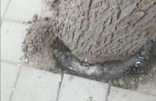 vandali-se-opitvat-da-umartviat-darvo-464-201.jpg