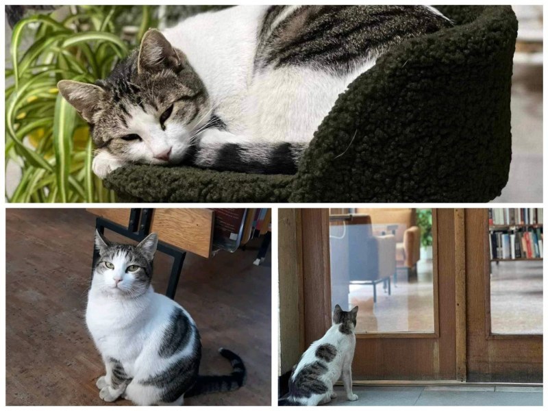 Стотици пловдивчани скочиха в защита на котарака Жоро, живеещ в библиотеката