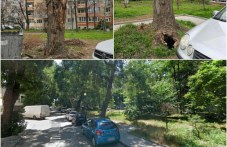 Болни дървета с огромни хралупи застрашават посетителите на парк в Кършияка