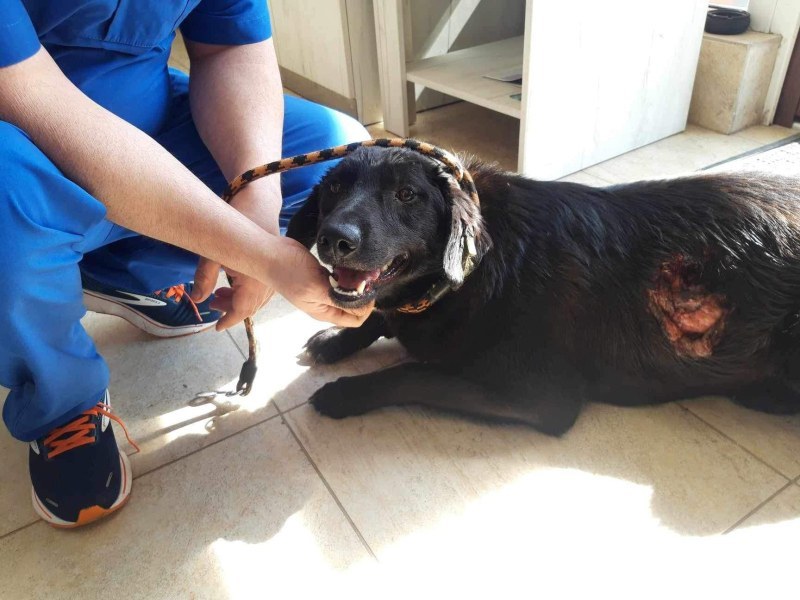 Собственици насъскват питбулите си срещу бездомни животни в Стамболийски, едно е зверски нахапано