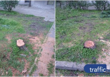 Пловдивчанин: Режат здрави дървета в Пловдив, защото „пречат” на някой си или им цапат колата