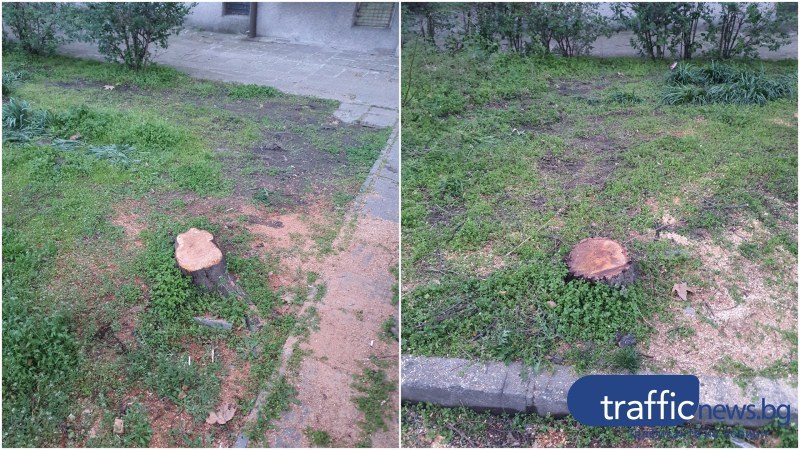 Пловдивчанин: Режат здрави дървета в Пловдив, защото „пречат” на някой си или им цапат колата