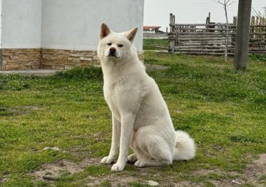 Породисто куче бе намерено в района на Войводиново, издирват собствениците му