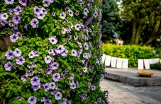 visoki-temperaturi-plovdiv-i-regiona-817.jpg