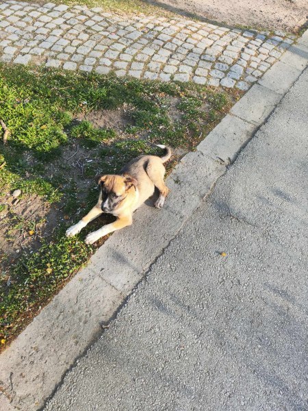 Изхвърлено кученце в Пловдив чака стопаните си от дни, ще го приюти ли някой?