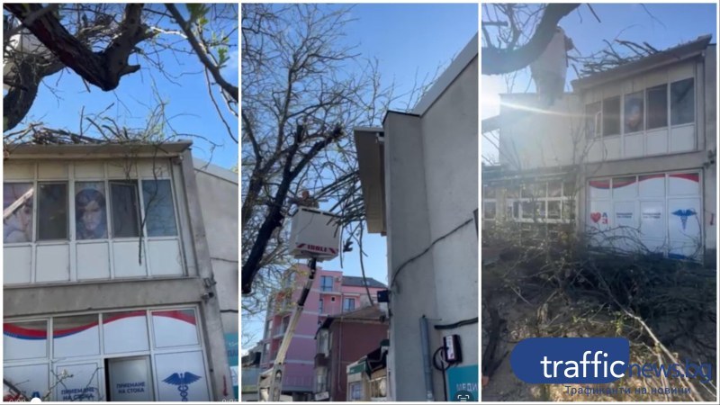 Пловдивчани: Режат клони в “Западен“ без предупреждение, нанасят щети по обекти