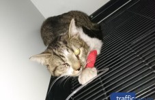Пловдивчанин, помогнал на блъсната котка в Кючука, търси стопаните ѝ