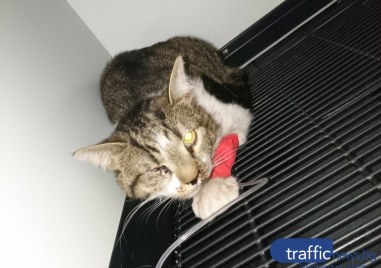 Пловдивчанин, помогнал на блъсната котка в Кючука, търси стопаните ѝ