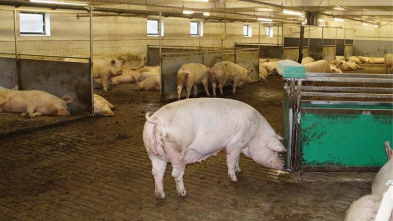 Нова глоба наложи екоинспекцията на свинефермата в Белозем