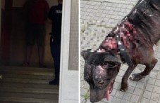 sobstvenikat-prebitiia-pitbul-plovdiv-983.jpg