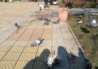 Пловдивчанка алармира за “кошмар“ в обичан парк