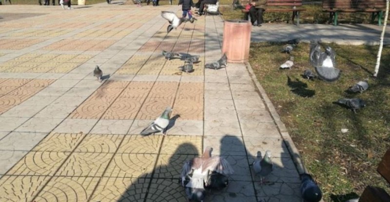 Пловдивчанка алармира за “кошмар“ в обичан парк