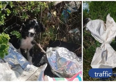Изхвърлиха кученца в чувал край Садово, жена спаси едното