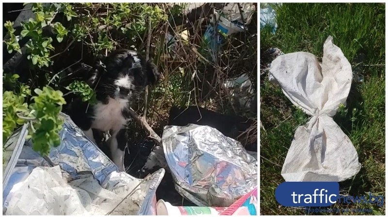 Изхвърлиха кученца в чувал край Садово, жена спаси едното